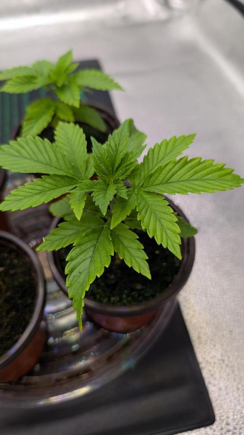 Tahoe OG Kush - 12/12 Reg Grow. Week 3