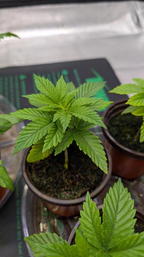 Tahoe OG Kush - 12/12 Reg Grow. Week 3