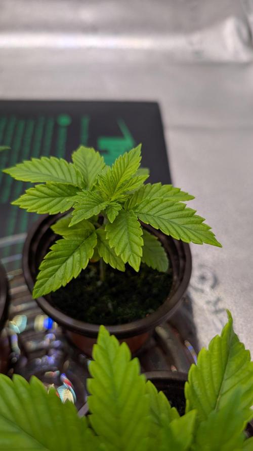 Tahoe OG Kush - 12/12 Reg Grow. Week 3