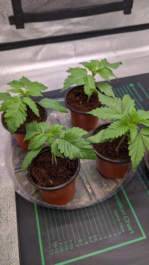 Rotten Berries. Week 2