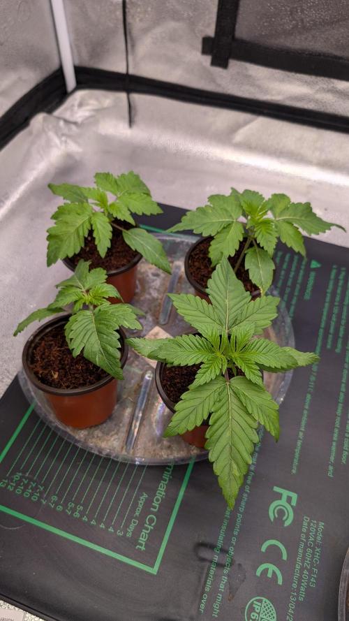Rotten Berries. Week 2