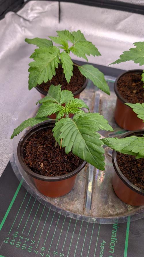 Rotten Berries. Week 2