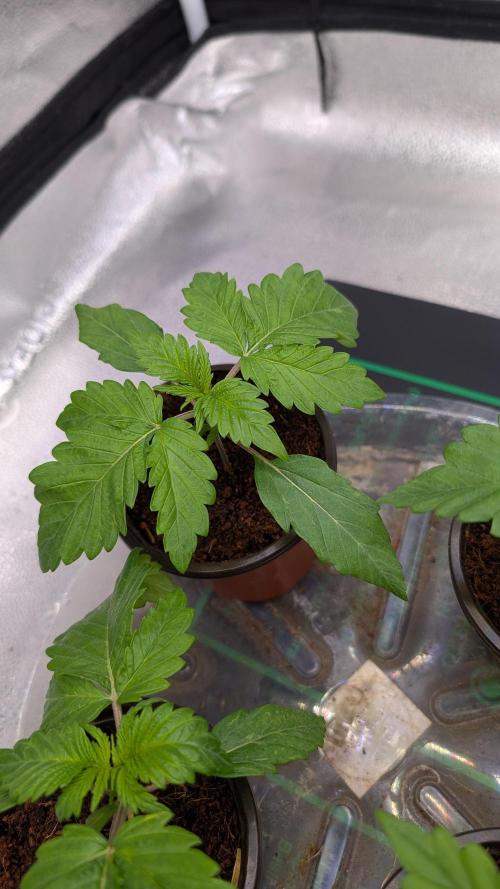 Rotten Berries. Week 2