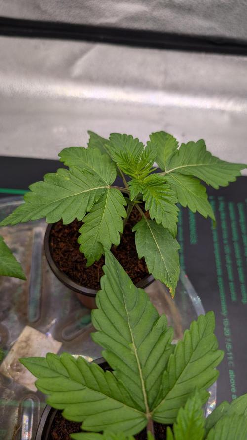 Rotten Berries. Week 2