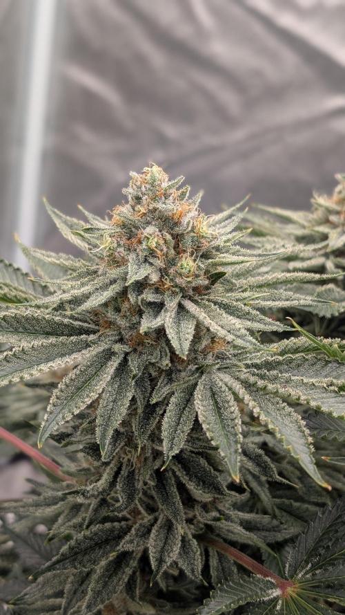 Autopot Discord Grow Along. Week 13
