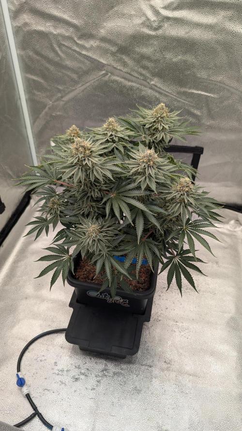 Autopot Discord Grow Along. Week 13