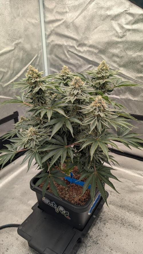 Autopot Discord Grow Along. Week 13