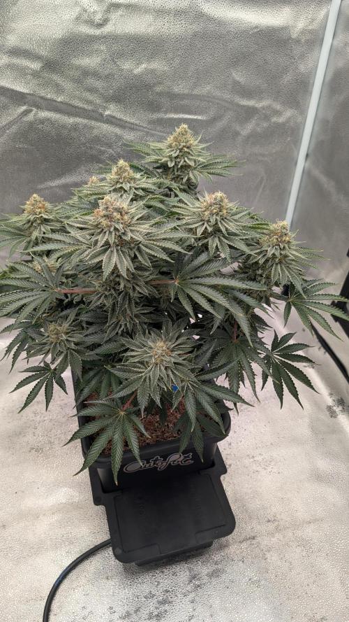 Autopot Discord Grow Along. Week 13