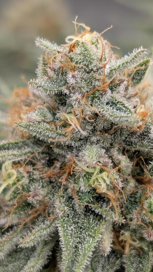 Autopot Discord Grow Along. Week 13