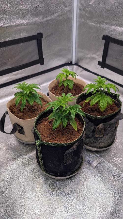Tahoe OG Kush - 12/12 Reg Grow. Week 4