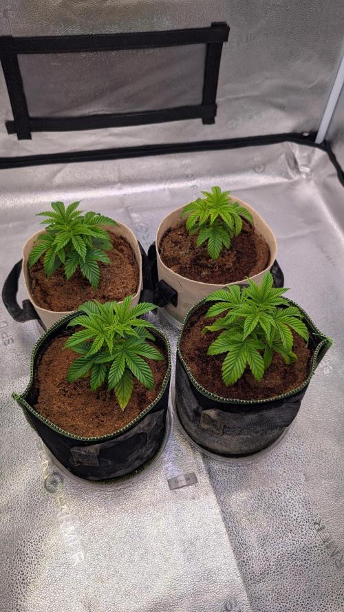 Tahoe OG Kush - 12/12 Reg Grow. Week 4
