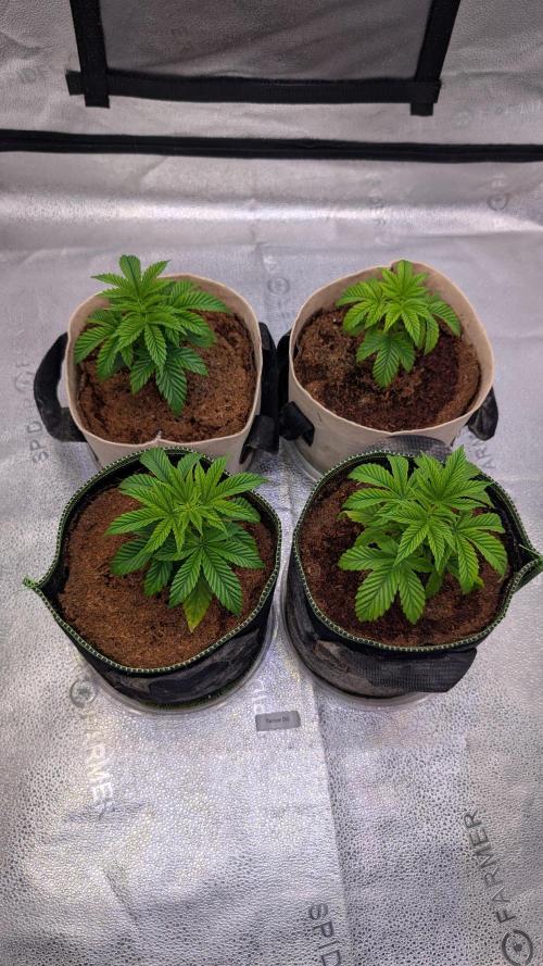 Tahoe OG Kush - 12/12 Reg Grow. Week 4