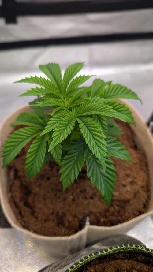 Tahoe OG Kush - 12/12 Reg Grow. Week 4