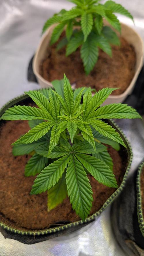 Tahoe OG Kush - 12/12 Reg Grow. Week 4