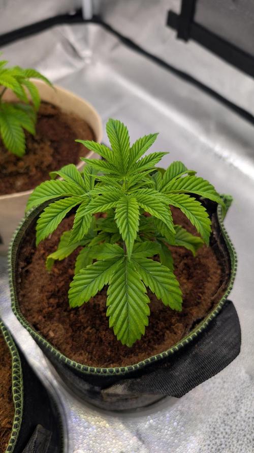 Tahoe OG Kush - 12/12 Reg Grow. Week 4