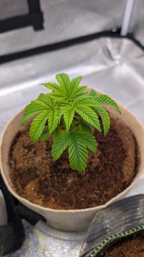 Tahoe OG Kush - 12/12 Reg Grow. Week 4