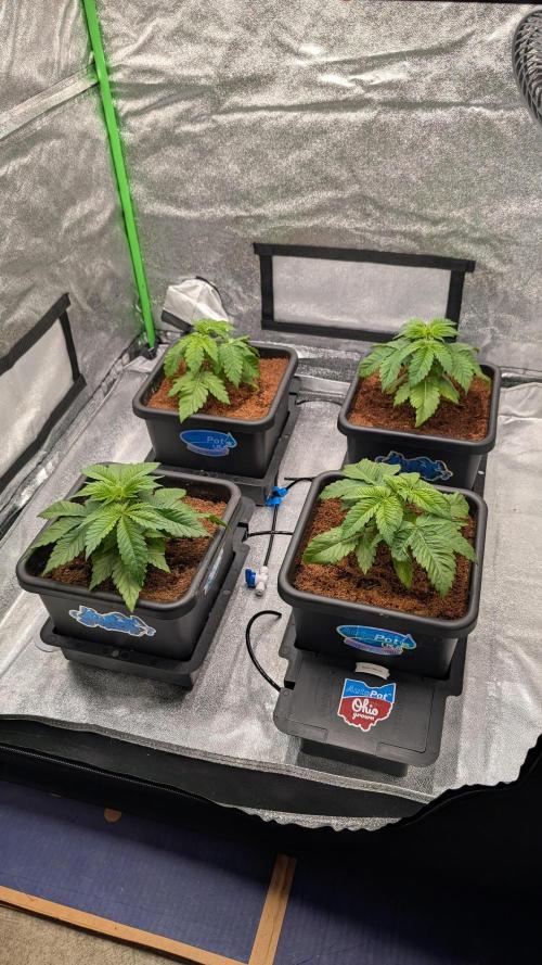 Rotten Berries. Week 3