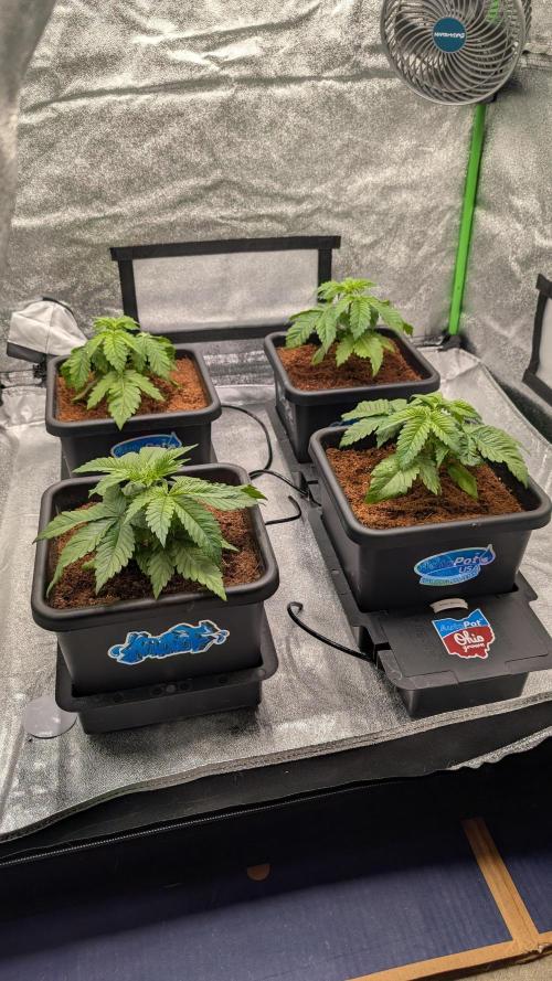 Rotten Berries. Week 3