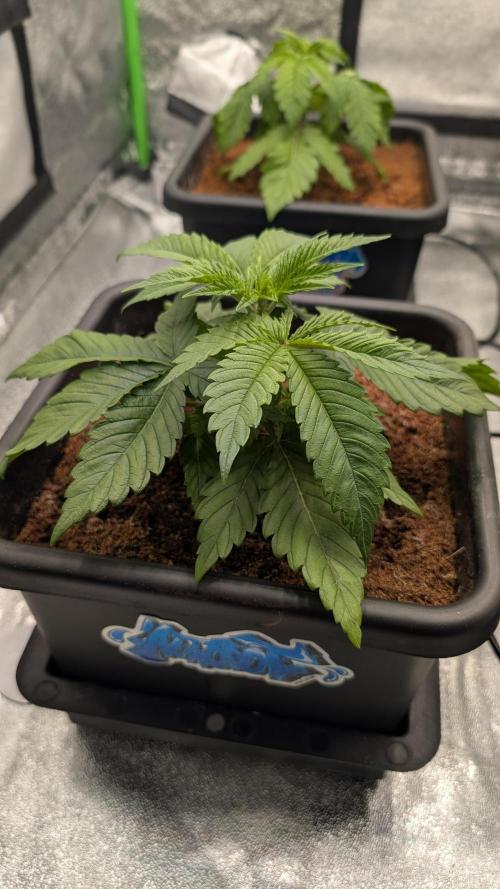 Rotten Berries. Week 3