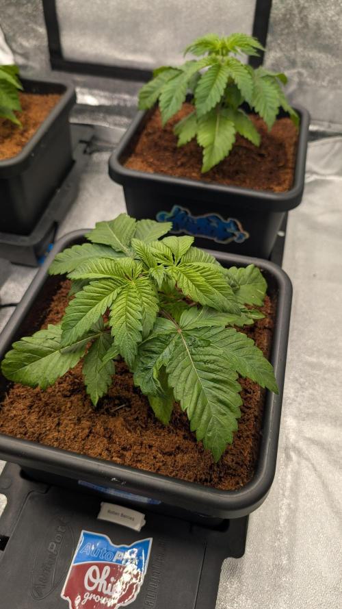 Rotten Berries. Week 3