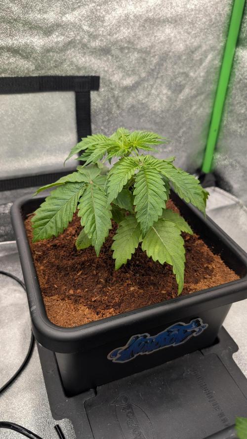 Rotten Berries. Week 3