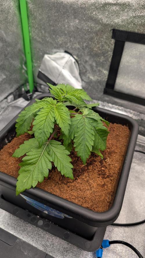 Rotten Berries. Week 3