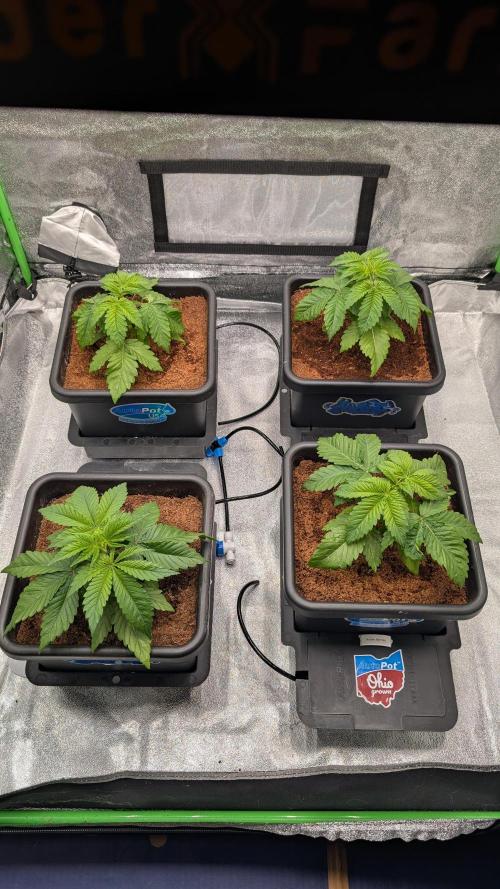 Rotten Berries. Week 3