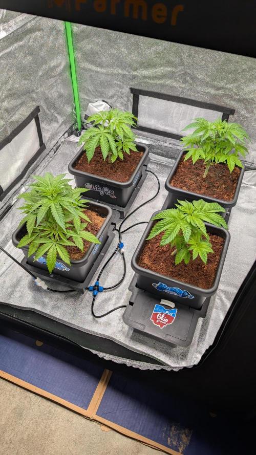 Rotten Berries. Week 4