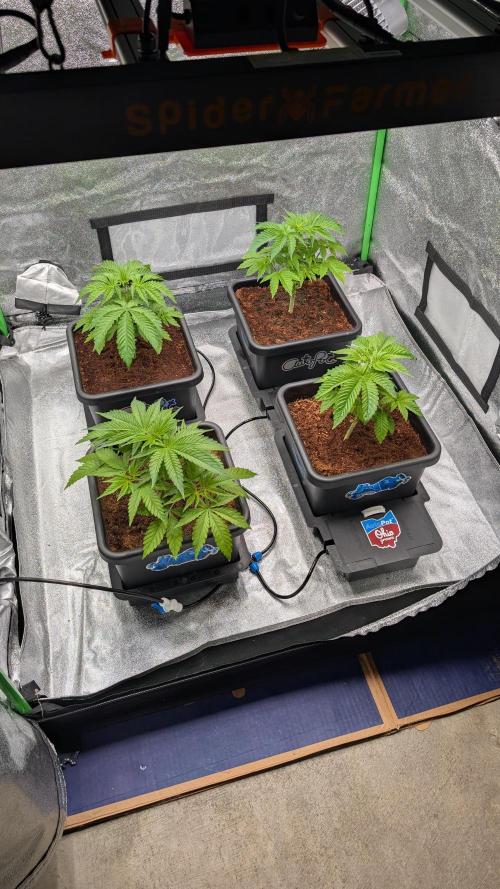 Rotten Berries. Week 4