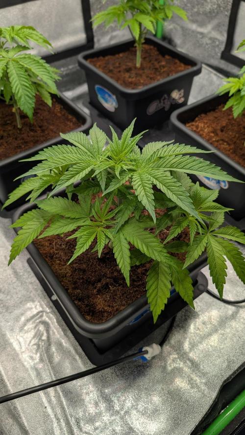 Rotten Berries. Week 4