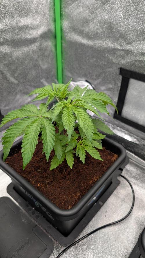 Rotten Berries. Week 4