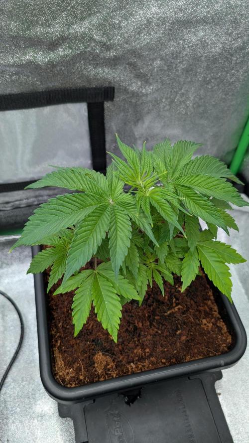 Rotten Berries. Week 4