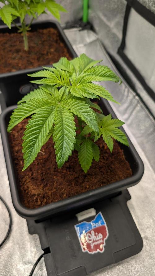 Rotten Berries. Week 4