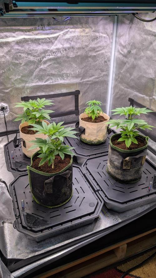 Tahoe OG Kush - 12/12 Reg Grow. Week 5