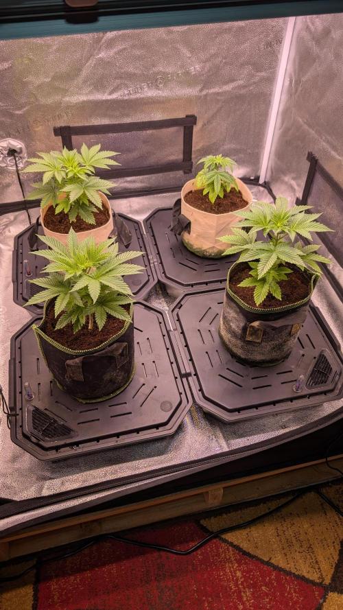 Tahoe OG Kush - 12/12 Reg Grow. Week 5