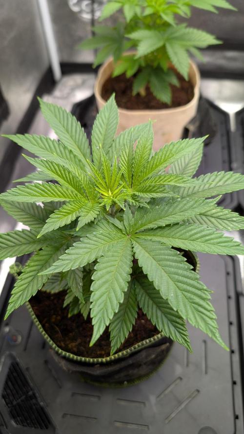 Tahoe OG Kush - 12/12 Reg Grow. Week 5
