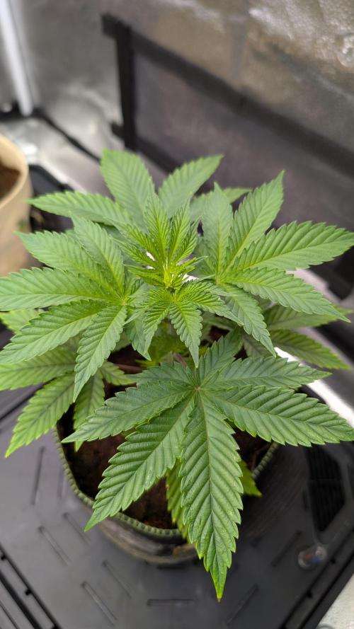 Tahoe OG Kush - 12/12 Reg Grow. Week 5