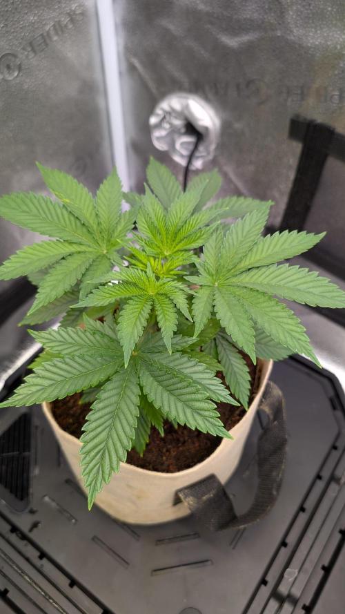 Tahoe OG Kush - 12/12 Reg Grow. Week 5