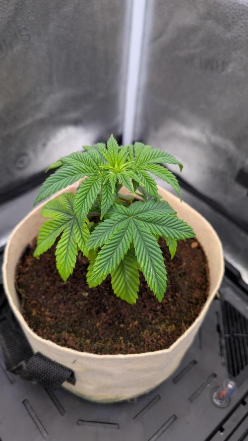Tahoe OG Kush - 12/12 Reg Grow. Week 5