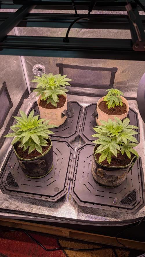 Tahoe OG Kush - 12/12 Reg Grow. Week 5
