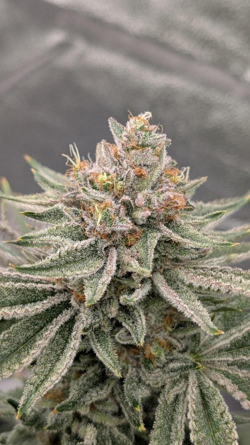 Autopot Discord Grow Along. Week 14