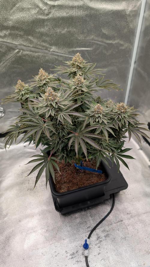 Autopot Discord Grow Along. Week 14