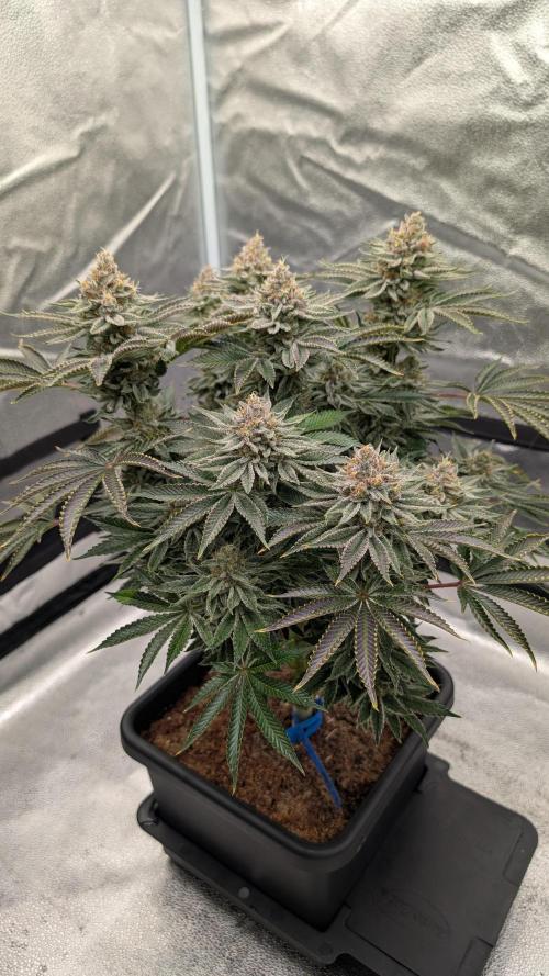Autopot Discord Grow Along. Week 14