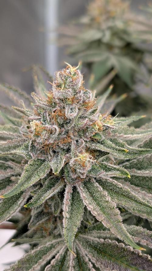 Autopot Discord Grow Along. Week 14