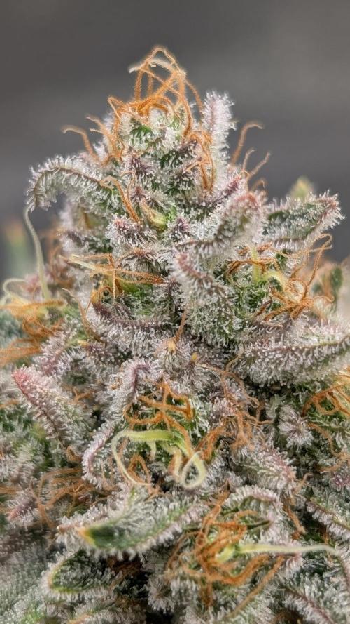 Autopot Discord Grow Along. Week 14