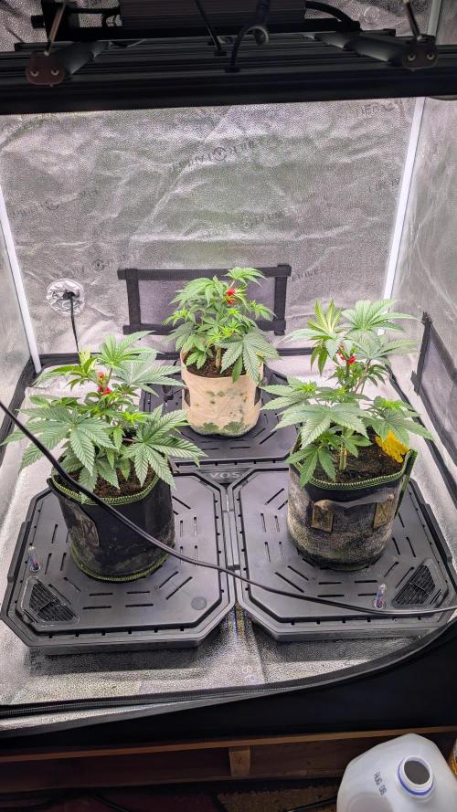 Tahoe OG Kush - 12/12 Reg Grow. Week 6