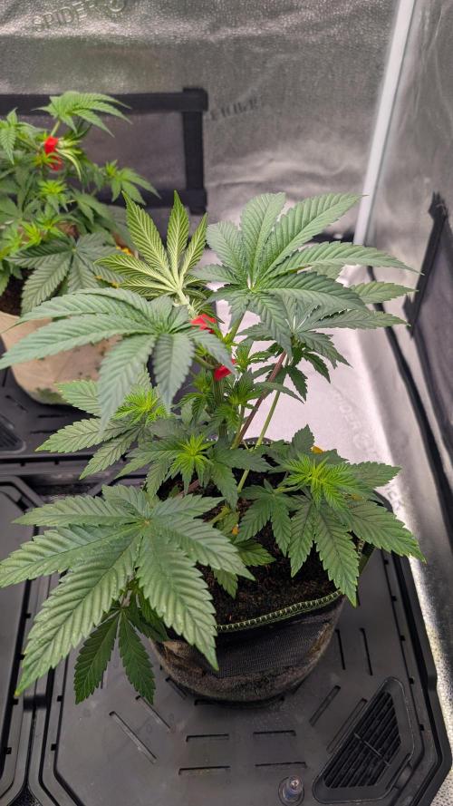Tahoe OG Kush - 12/12 Reg Grow. Week 6