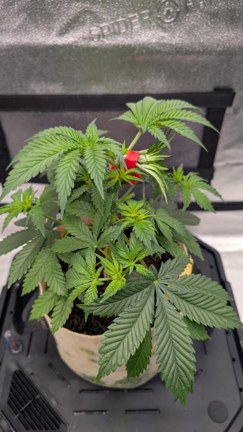 Tahoe OG Kush - 12/12 Reg Grow. Week 6