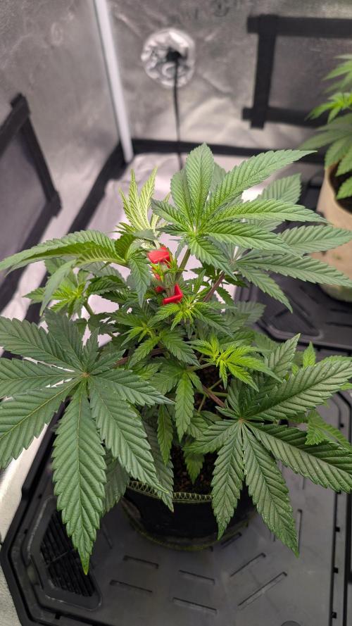 Tahoe OG Kush - 12/12 Reg Grow. Week 6