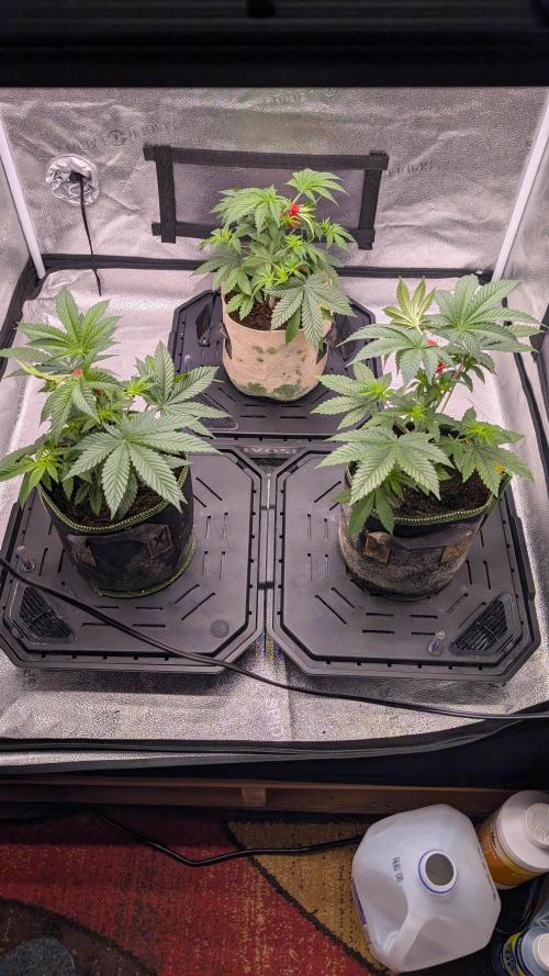 Tahoe OG Kush - 12/12 Reg Grow. Week 6